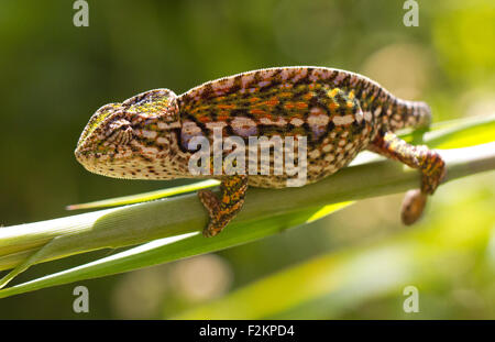 Tappeto (chameleon Furcifer lateralis), di donne in stato di gravidanza, highlands centrali, Madagascar Foto Stock