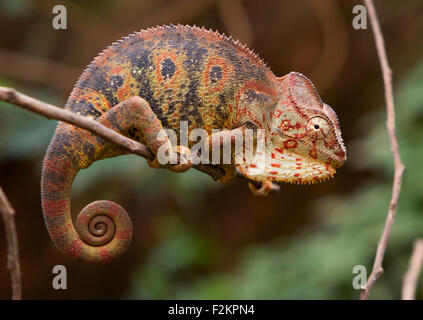 Il gigante malgascio chameleon (Furcifer oustaleti), di donne in stato di gravidanza, Ivato, Antananarivo, highlands centrali, Madagascar Foto Stock