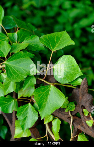 Edera (Hedera sp.), che cresce su una vecchia recinzione in ferro, isola di Usedom, Meclemburgo-Pomerania, Germania Foto Stock