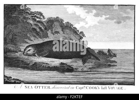 Il capitano James Cook FRS 1728 1779 British Explorer, Navigator, cartografo, capitano della Royal Navy. Sea Otter Foto Stock