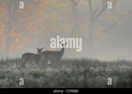 Trainare il Daino / Damhirsch ( Dama Dama ) permanente sulla coperta di rugiada, prateria cobwebbed su un freddo autumal foschia mattutina. Foto Stock