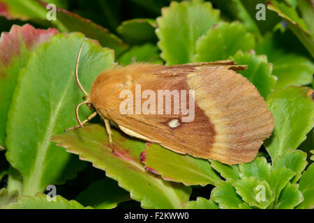 Oak Eggar Moth - Lasiocampa quercus Foto Stock