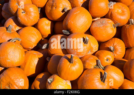 Mucchio di Pumpkins, arancio brillante al sole pronto per Halloween Foto Stock