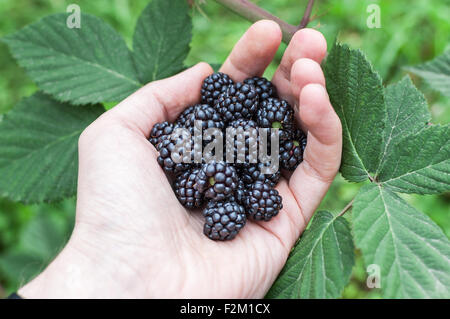 Mano che tiene una manciata di more selvatiche Foto Stock