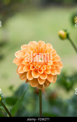 Dahlia 'Sylvia' Fiore. Sfera Dahlia Foto Stock