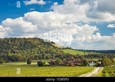 Denbies Wine Estate vicino a Dorking, Foto Stock