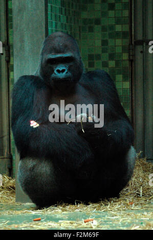 Gorilla-Maennchen Ivo am 19. Oktober 2005 im Zoo in Berlin-Charlottenburg. Foto Stock