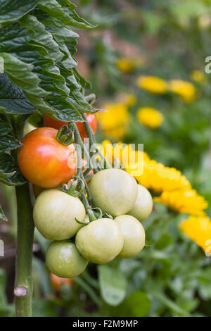 Lycopersicon esculentum. Pomodori maturazione sulla vigna piantata con calendula fiori. Foto Stock