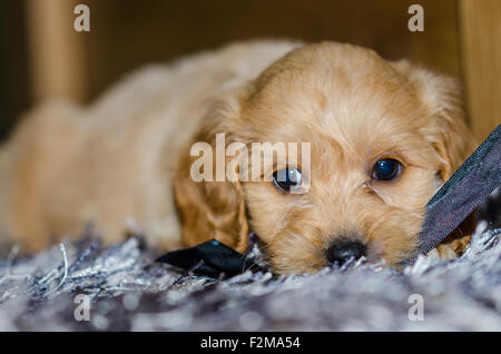 Grazioso cucciolo sdraiato su un tappeto Foto Stock