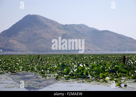 Una montagna a lato del Lago di Scutari è riflessa nelle acque del lago più grande nei Balcani Foto Stock