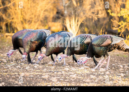 Wild Rio Grande tacchini rivestiti di mangiare il mais Foto Stock