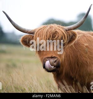 Highland mucca leccare il naso Foto Stock