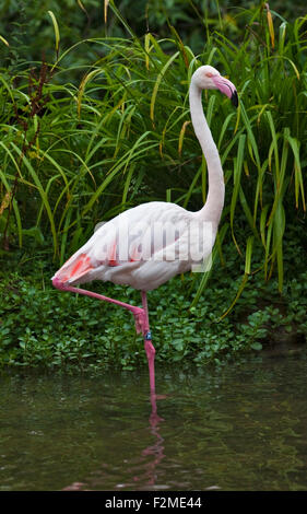 Fenicottero maggiore (Phoenicopterus roseus) in piedi su una gamba sola in acqua Foto Stock