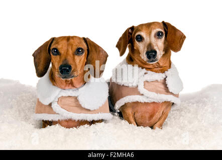 Due Bassotto cani in posa insieme in tema di inverno Foto Stock