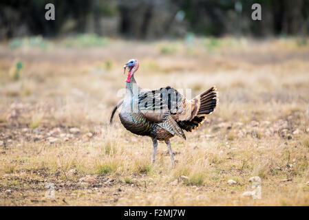 Wild Rio Grande turchia increspato fino in aria fredda Foto Stock