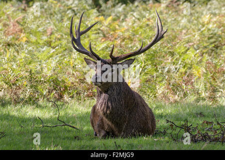Un cervo rosso cervo con orgoglio la seduta di fronte le felci. Set completo di corna. Foto Stock