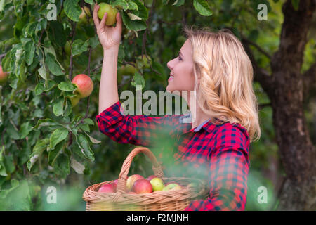 Bella giovane donna in maglietta rossa la raccolta di mele Foto Stock