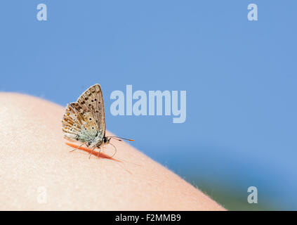 Farfalla di prendere un periodo di riposo di una persona. Foto Stock