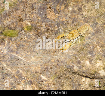 L'aragosta in acqua pulita a Eco System. Foto Stock