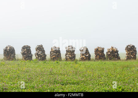 Legno in essiccazione in aria per la stagione invernale nella nebbia. Foto Stock