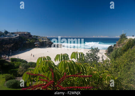 Tamarama Bay Beach sobborghi Orientali Sydney New South Wales NSW Australia Foto Stock