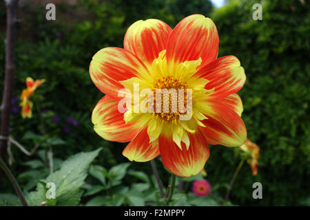 Collarette Dahlia 'Pooh' Dahlia rosso e giallo Foto Stock