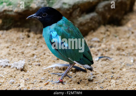 Il cappuccio (pitta Pitta sordida) al ZSL London Zoo, Londra England Regno Unito Regno Unito Foto Stock