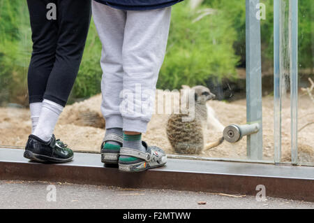 Meerkats al ZSL London Zoo, Londra England Regno Unito Regno Unito Foto Stock