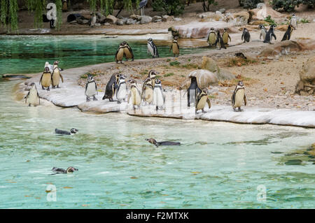 I pinguini Humboldt (Spheniscus Humboldti) al ZSL London Zoo, Londra England Regno Unito Regno Unito Foto Stock