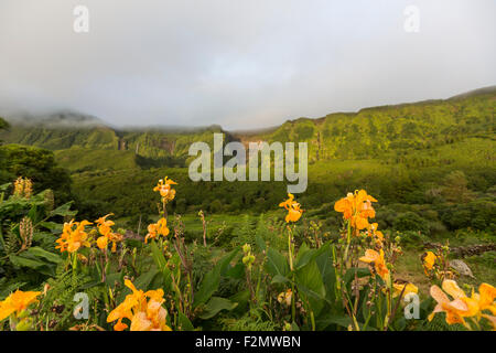 Canna (o canna lily) e montuoso scogliere con cascate flusso sopra il bordo vicino Fajazinha, sull isola di Flores, Azzorre, Portogallo Foto Stock