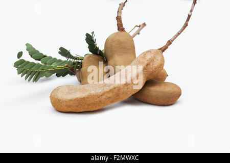 (Tamarindo Tamarindus indica) frutta e foglie su sfondo bianco Foto Stock