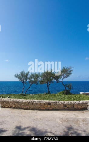 Parco con alberi secolari e punto di vista costiera vicino alla famosa attrazione turistica Grotta Blu in una giornata di sole in Settembre 15, 2015 a Malta Foto Stock