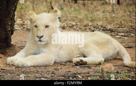 White Lion cub Panthera leo, Foto Stock