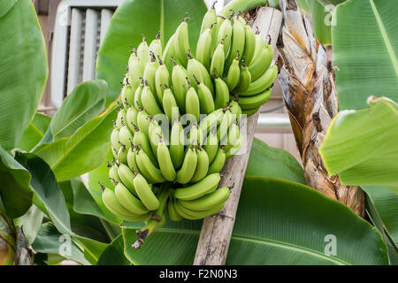 Banana cresce in una struttura ad albero Foto Stock