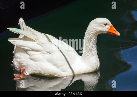 Oca Bianca nuotare nel laghetto Closeup Foto Stock