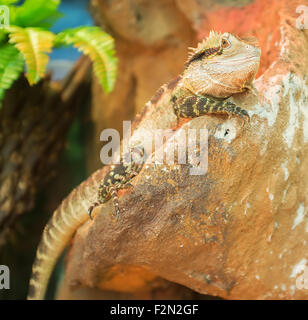 Acqua orientale Dragon appoggiato su una pietra. Foto Stock