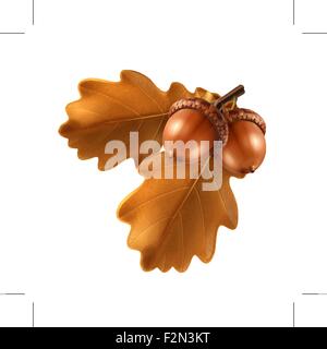 Ramo di quercia con ghiande, illustrazione vettoriale Illustrazione Vettoriale