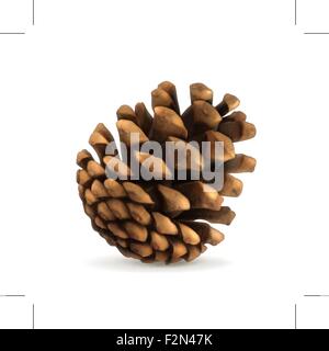 Pigna illustrazione vettoriale Illustrazione Vettoriale