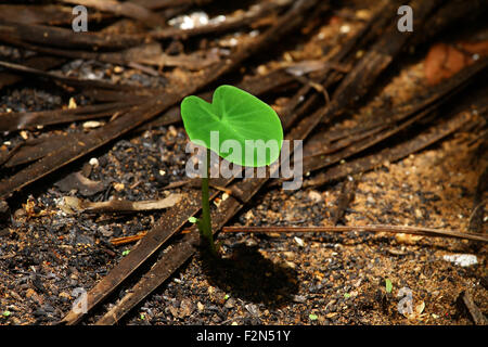 Colocasia neonato impianto Foto Stock