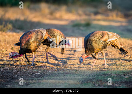 Wild South Texas Rio Grande tacchini di mangiare il mais Foto Stock