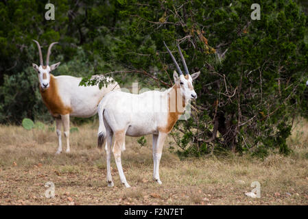 Wild Scimitar cornuto Oryx permanente di vitello a destra. Questi animali sono estinti nelle loro terre native dell'Africa. Foto Stock