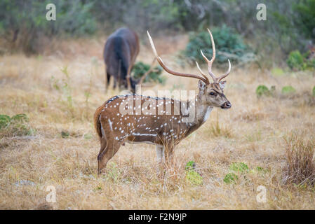 Champion Texas del sud asse buck in piedi che guarda a destra Foto Stock