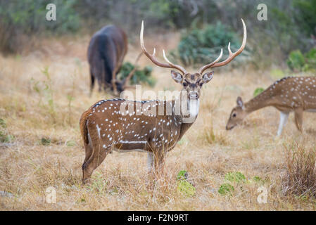 Champion Texas del sud asse buck permanente per il diritto Foto Stock