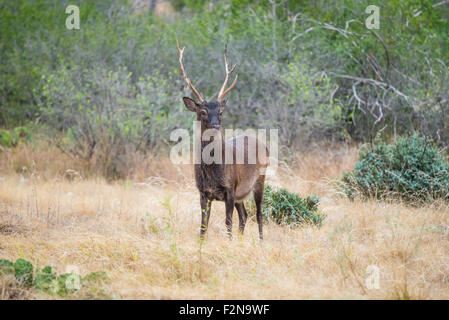 Il Texas del sud cervi sika buck in piedi in un campo Foto Stock