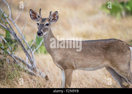 South Texas Yearling Buck Spike in piedi in un campo rivolto a sinistra Foto Stock