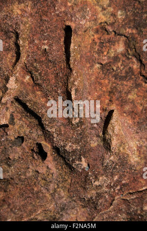 Impronta di dinosauro Foto Stock