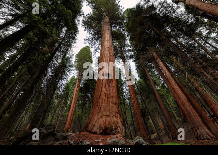 Sequoia gigante tronchi di alberi di raggiungere fino al cielo blu nel Parco Nazionale di Sequoia NEGLI STATI UNITI Foto Stock