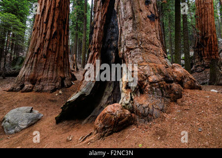 Sequoie giganti foresta in California la Sierra Nevada, Stati Uniti. Foto Stock