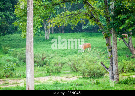 Nelle foreste di Uthai Thani in Thailandia sono il banteng mangiare Foto Stock