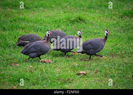 Helmeted faraone (Numida meleagris), gruppo, foraggio, Pantanal, Mato Grosso, Brasile Foto Stock